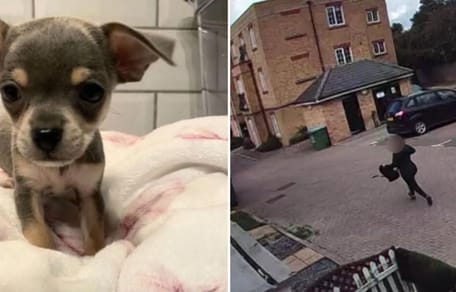 chihuahua and woman running off with dog