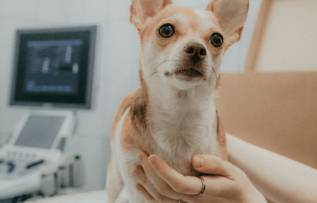 UK vet prescriptions to be capped at £21, following in-depth investigation