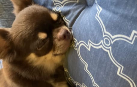 Chihuahua sleeping