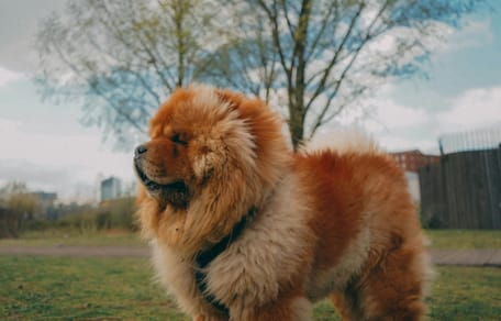 Chinezen geven veel geld uit aan hun honden