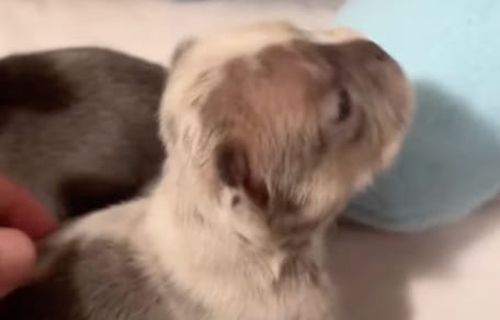 Chiot Bouledogue français