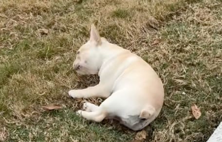 French Bulldog puppy