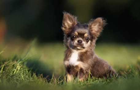 chihuahua puppy