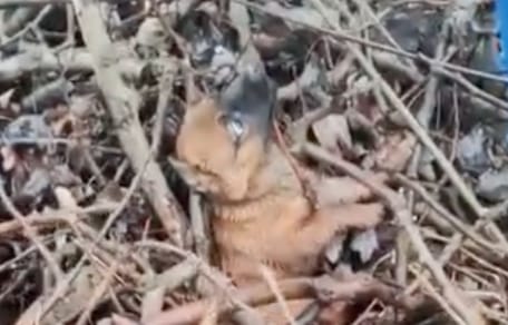 Bloccato tra i rami, un cucciolo rivela segni di un passato terribile