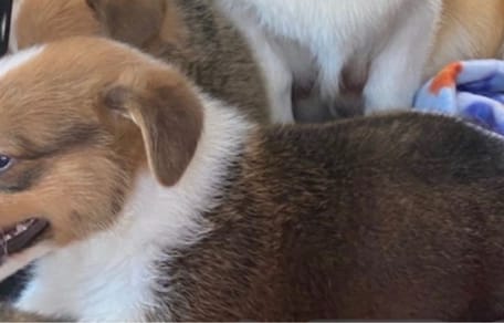 Corgi Welpe