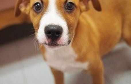 chiot