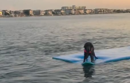 Puppy in the water
