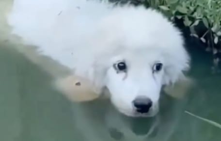 Puppy in a pond