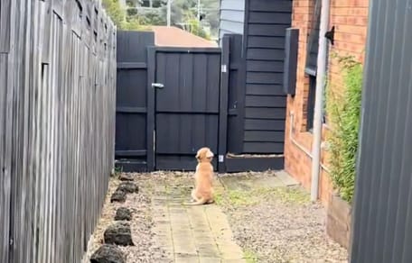 Chiot devant portail