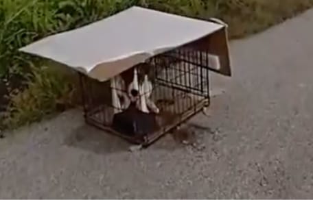 Chiot enfermé dans une cage