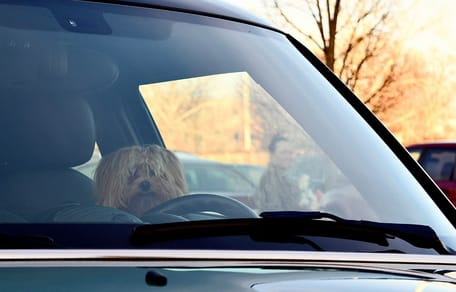 Chiot enfermé dans une voiture