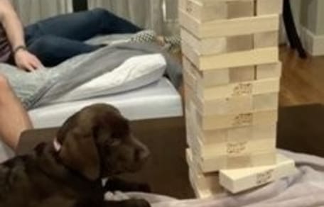 chiot et jeu en bois