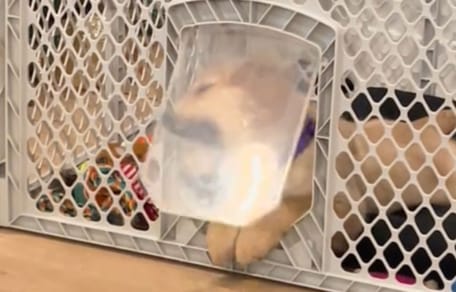 Chiot Golden Retriever