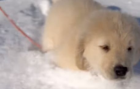 Golden Retriever puppy