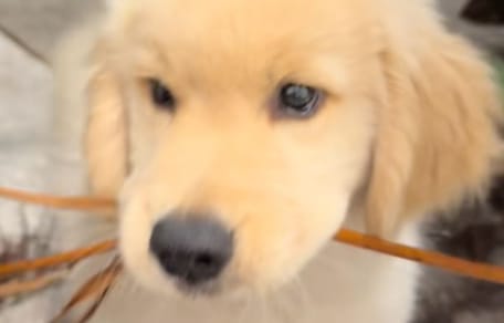 Golden Retriever puppy