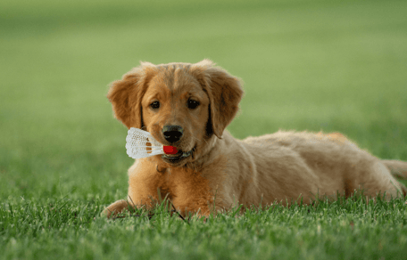 Cucciolo di Golden Retriever che gioca nell'erba