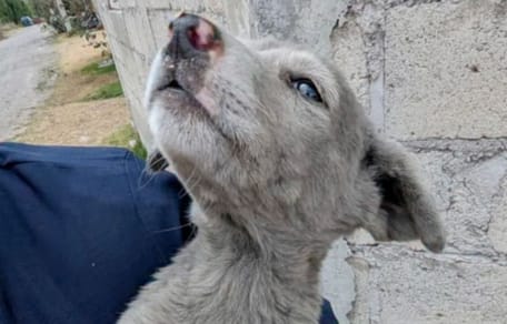 Cachorro gris callejero