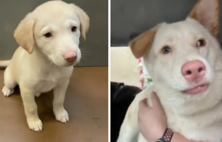 Labrador puppy