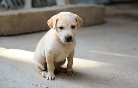 Labrador Welpe