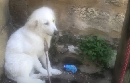 Cucciolo di Pastore dei Pirenei