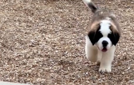 Chiot Saint-Bernard