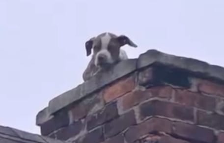 Chiot sur une cheminée