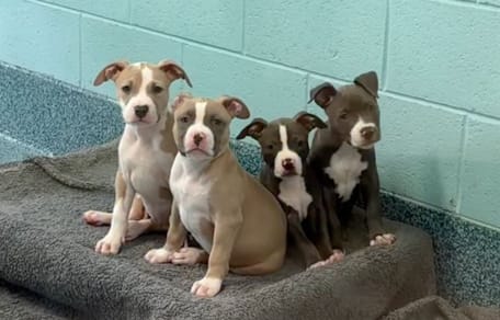 Cachorros en adopción