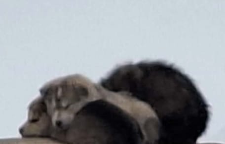 Cuccioli abbandonati