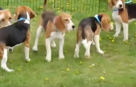 Accordo segreto libera 1500 cuccioli di Beagle condannati all'inferno di un laboratorio