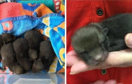 Puppies baby foxes