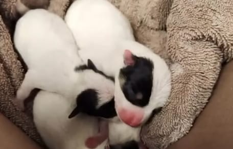 Chiots dans un carton