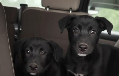 Cachorros en un coche