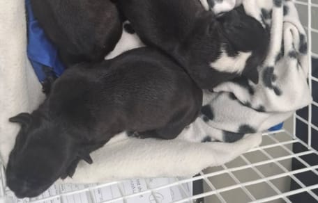chiots jetés dans un sac poubelle