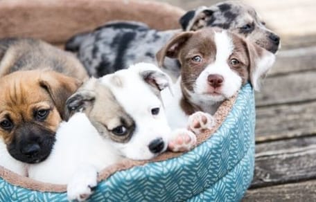 portée de chiots dans un panier