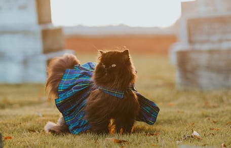 chique kattennamen