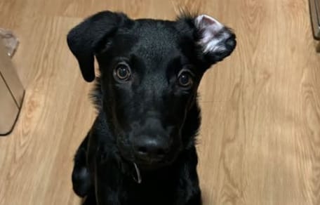 choco-cachorro-en-adopcion