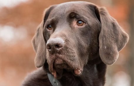 Chocolate labrador