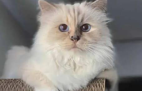 Choupette, de rijkste kat ter wereld blijkt helemaal niet zo rijk