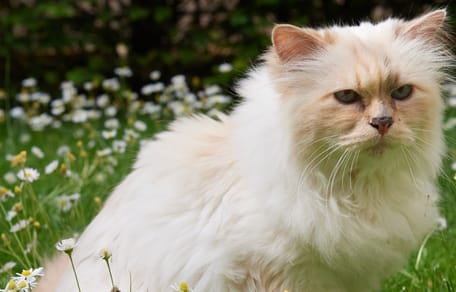 Choupette Lagerfeld
