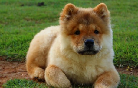 chow chow nell'erba