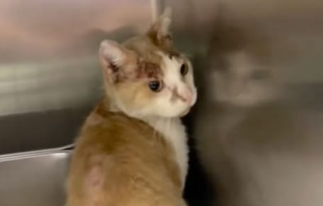 Ciao il gatto
