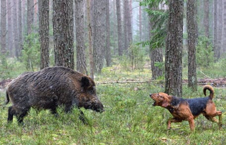 Wildschwein und Hund im Wald