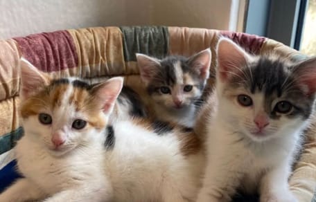 Cinq chatons