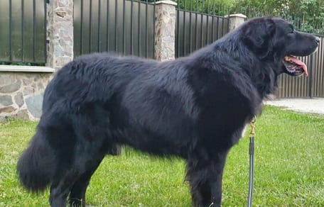 ciobănesc romănesc corb rumänischer rabenhirtenhund