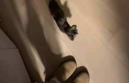 Cleo la chatte