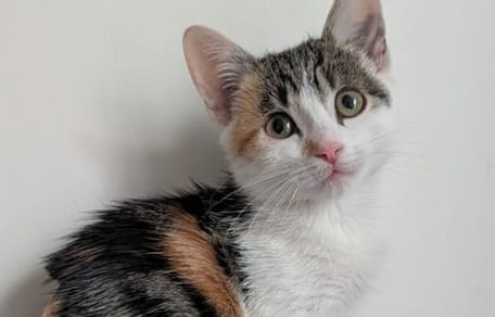 Katze Cléo
