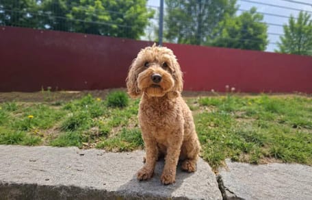 Cockapoo Chico