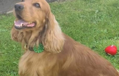 Cocker Spaniel Bailey werd bevrijd uit Ierse gevangenis