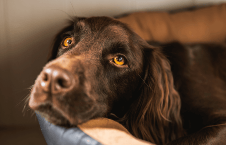 Cocker spaniel intossicato