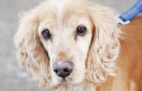 Cocker-Spaniel-Mix Miki